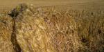 Wetland 2 layer camo net